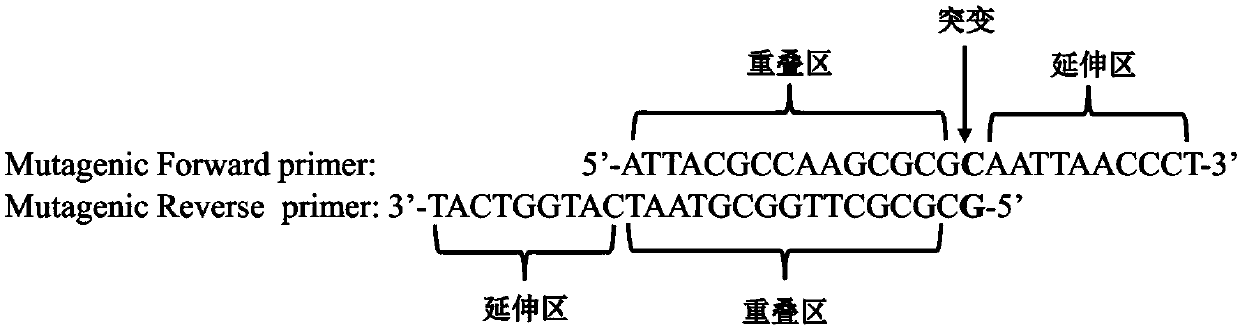 Application of Tripterygium wilfordii twks and twcps3 in the preparation of kaurane-type diterpenoids