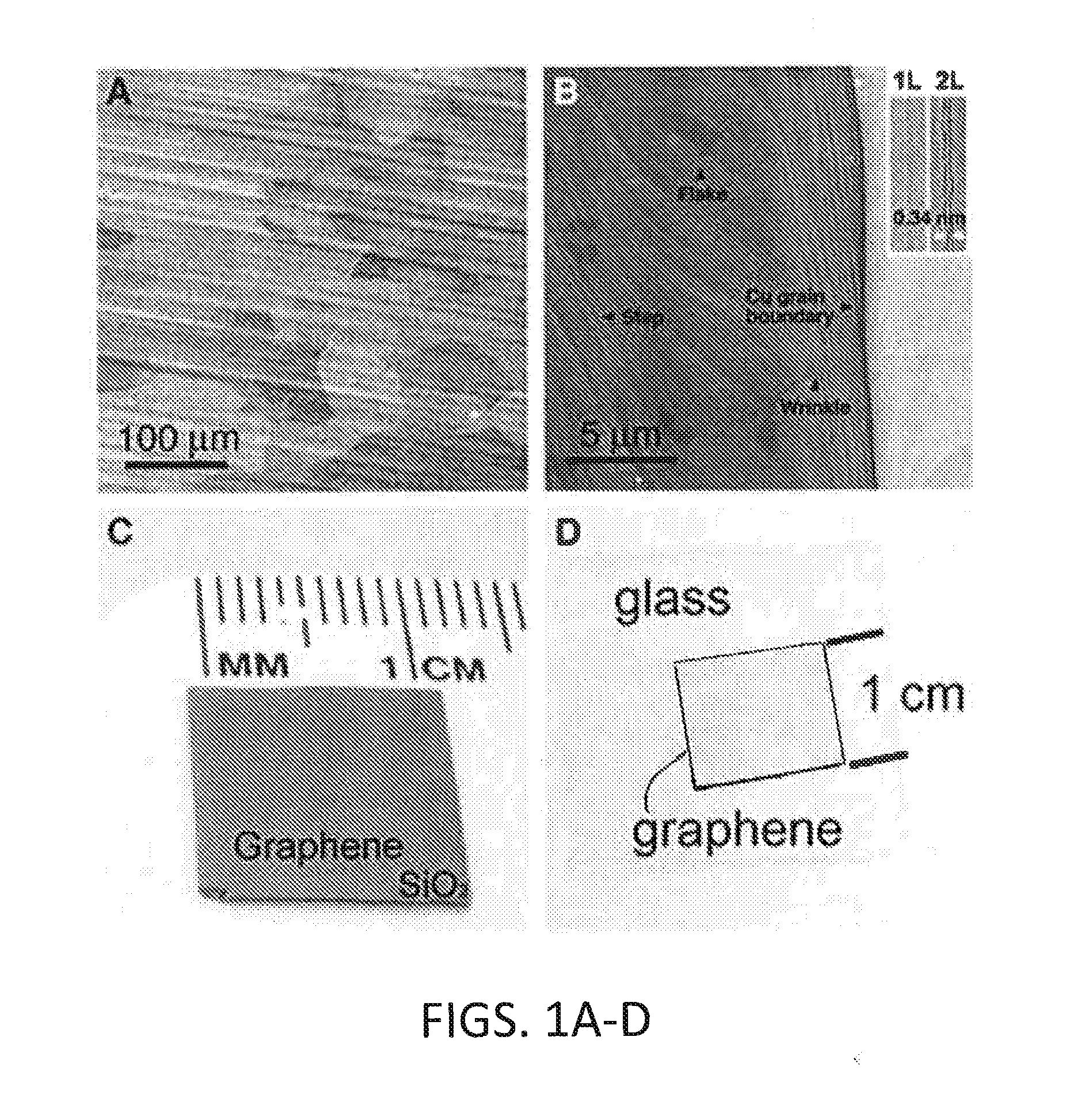 Graphene Shield Enhanced Photocathodes and Methods for Making the Same