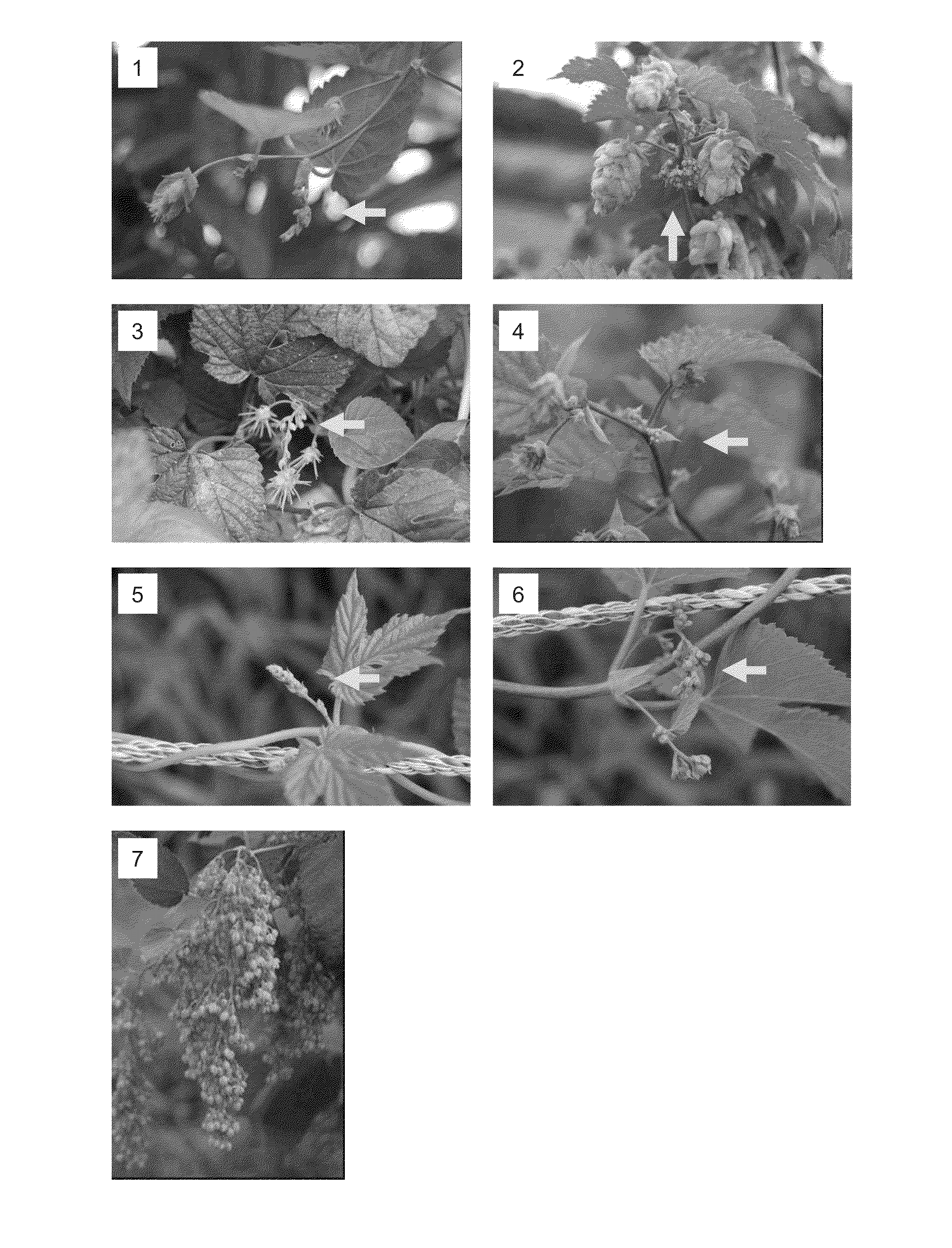 Method for controlling sexuality of hop