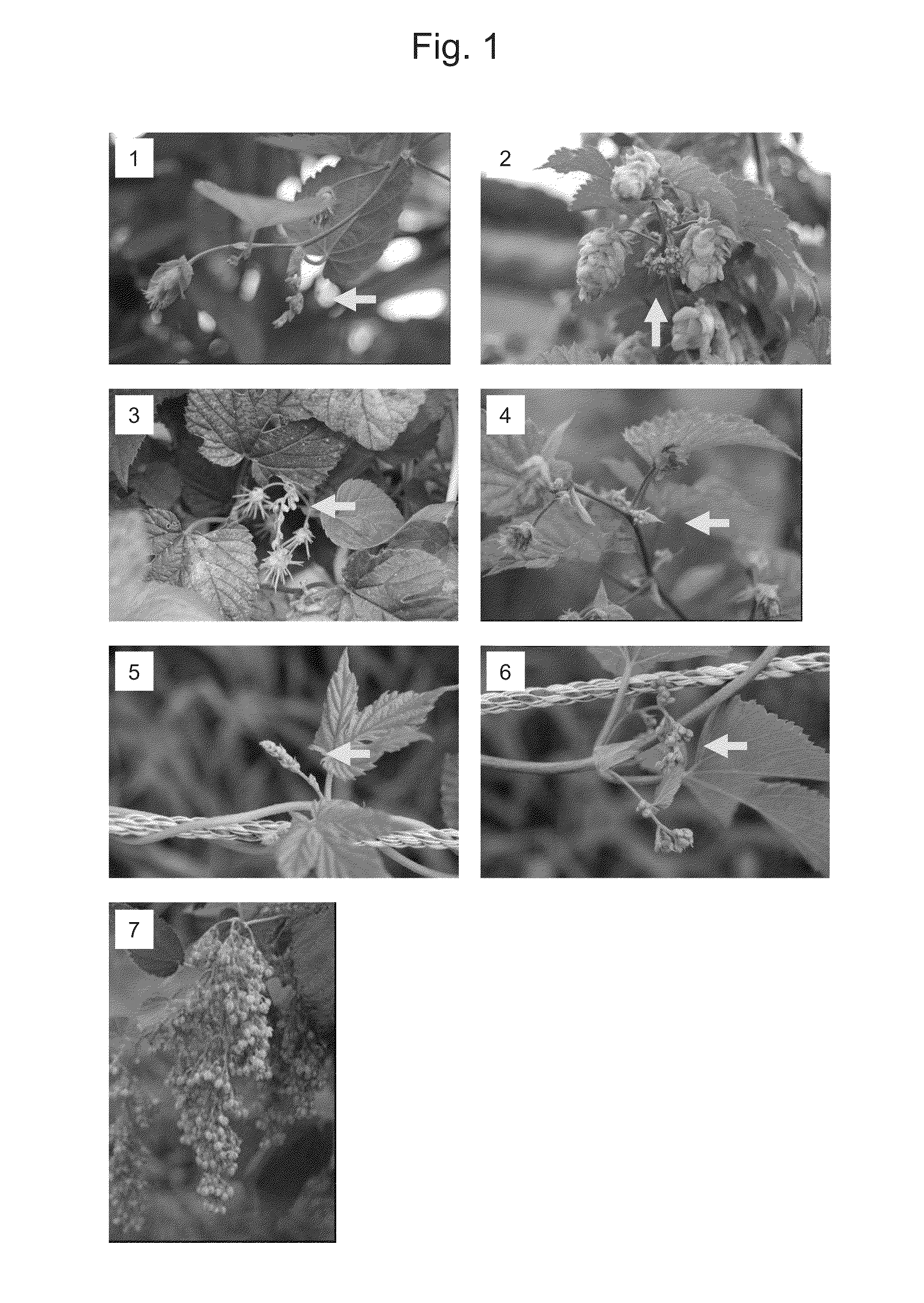 Method for controlling sexuality of hop