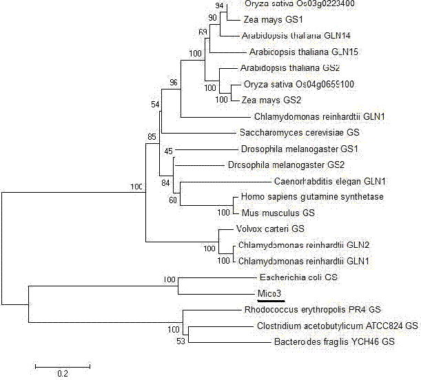 Micrococcus glutamine synthetase gene, and encoding protein and clone method thereof