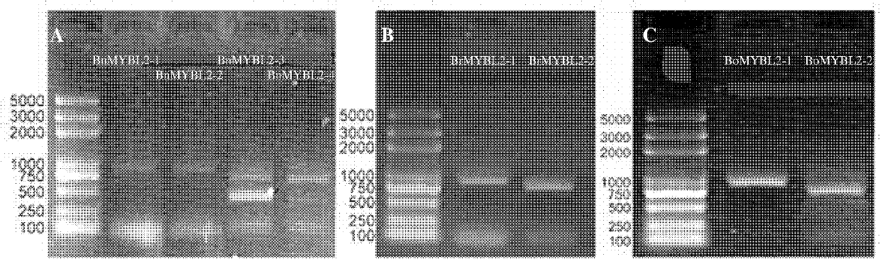 Brassica napus, parent species Chinese cabbage, cabbage MYBL2 (v-myb avian myeloblastosis viral oncogene homolog-like 2) gene family and application thereof