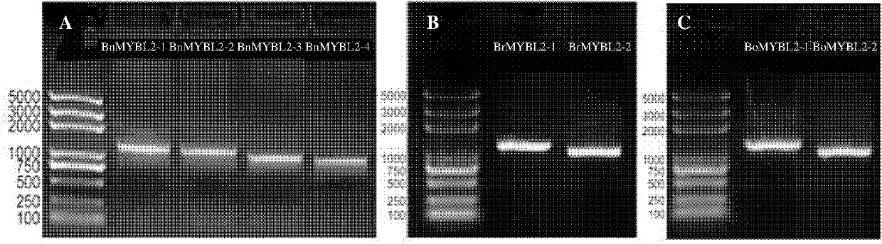 Brassica napus, parent species Chinese cabbage, cabbage MYBL2 (v-myb avian myeloblastosis viral oncogene homolog-like 2) gene family and application thereof