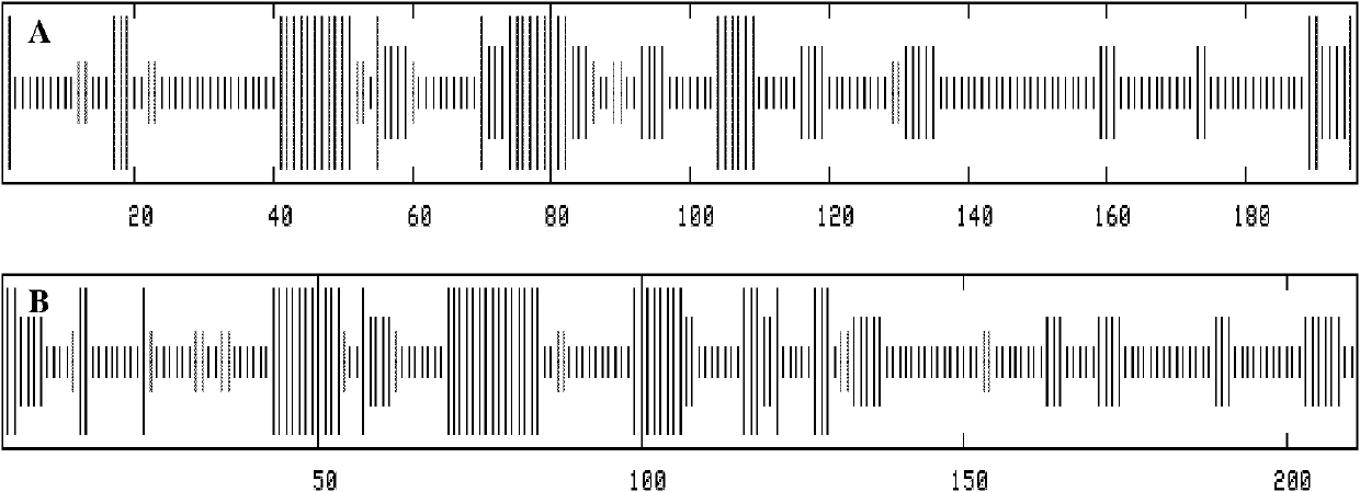 Brassica napus, parent species Chinese cabbage, cabbage MYBL2 (v-myb avian myeloblastosis viral oncogene homolog-like 2) gene family and application thereof