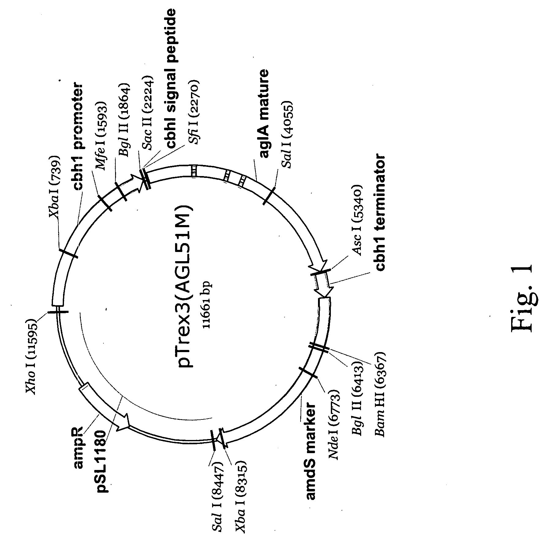 Cleaning compositions comprising transglucosidase