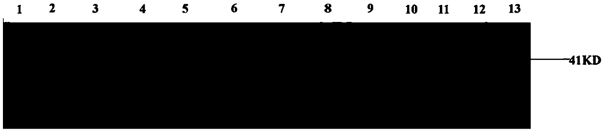 Recombinant ε protein for inhibiting Clostridium perfringens infection and its preparation method and application