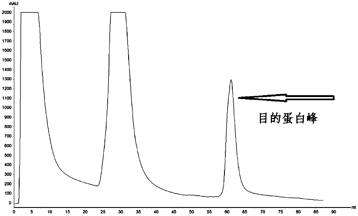 Recombinant ε protein for inhibiting Clostridium perfringens infection and its preparation method and application