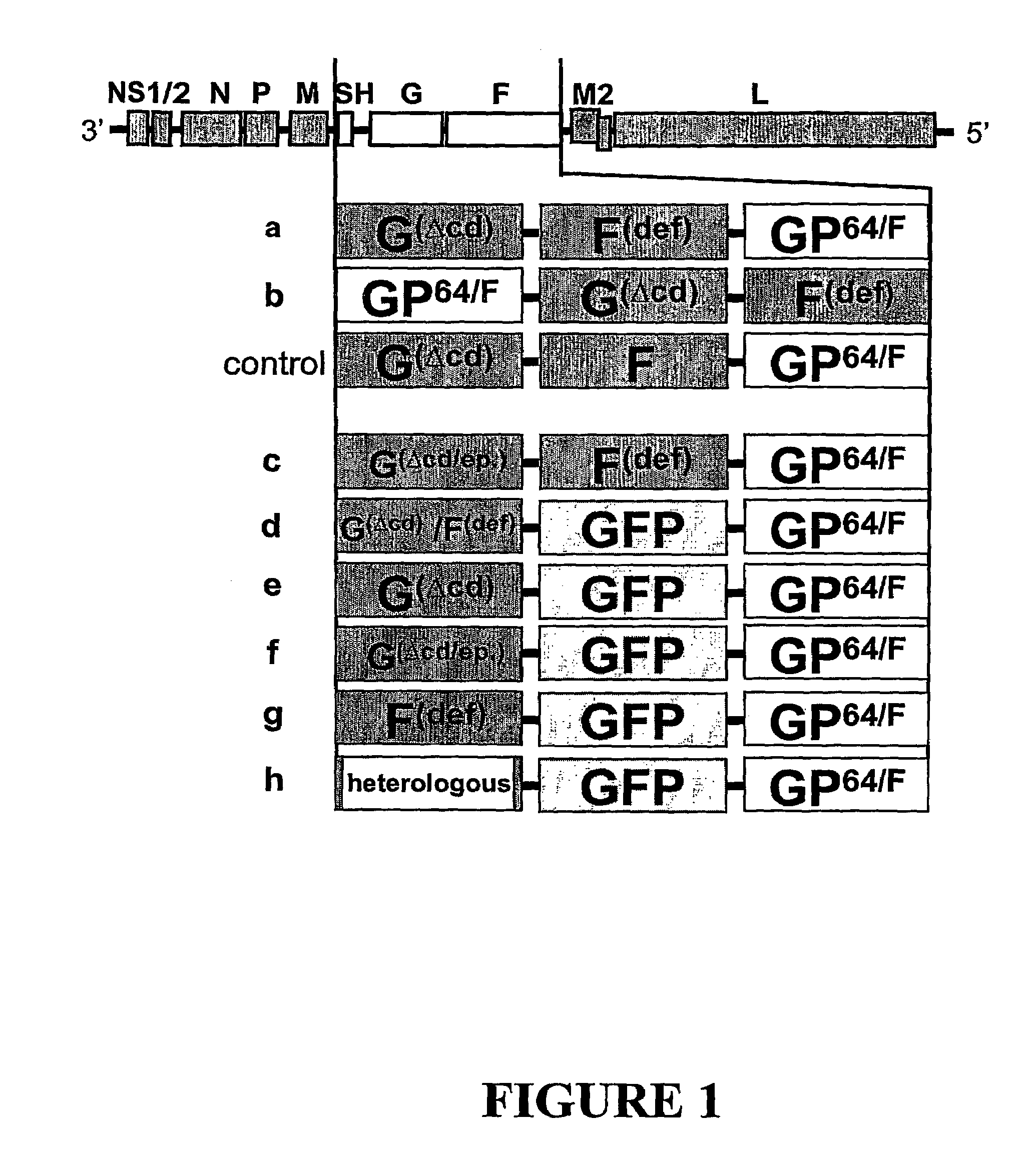 Recombinant viruses of the paramyxoviridae family with heterologous envelope glycoproteins