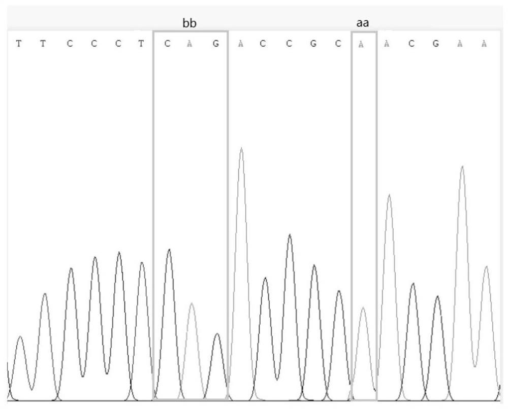 Construction method of peanut genetic population