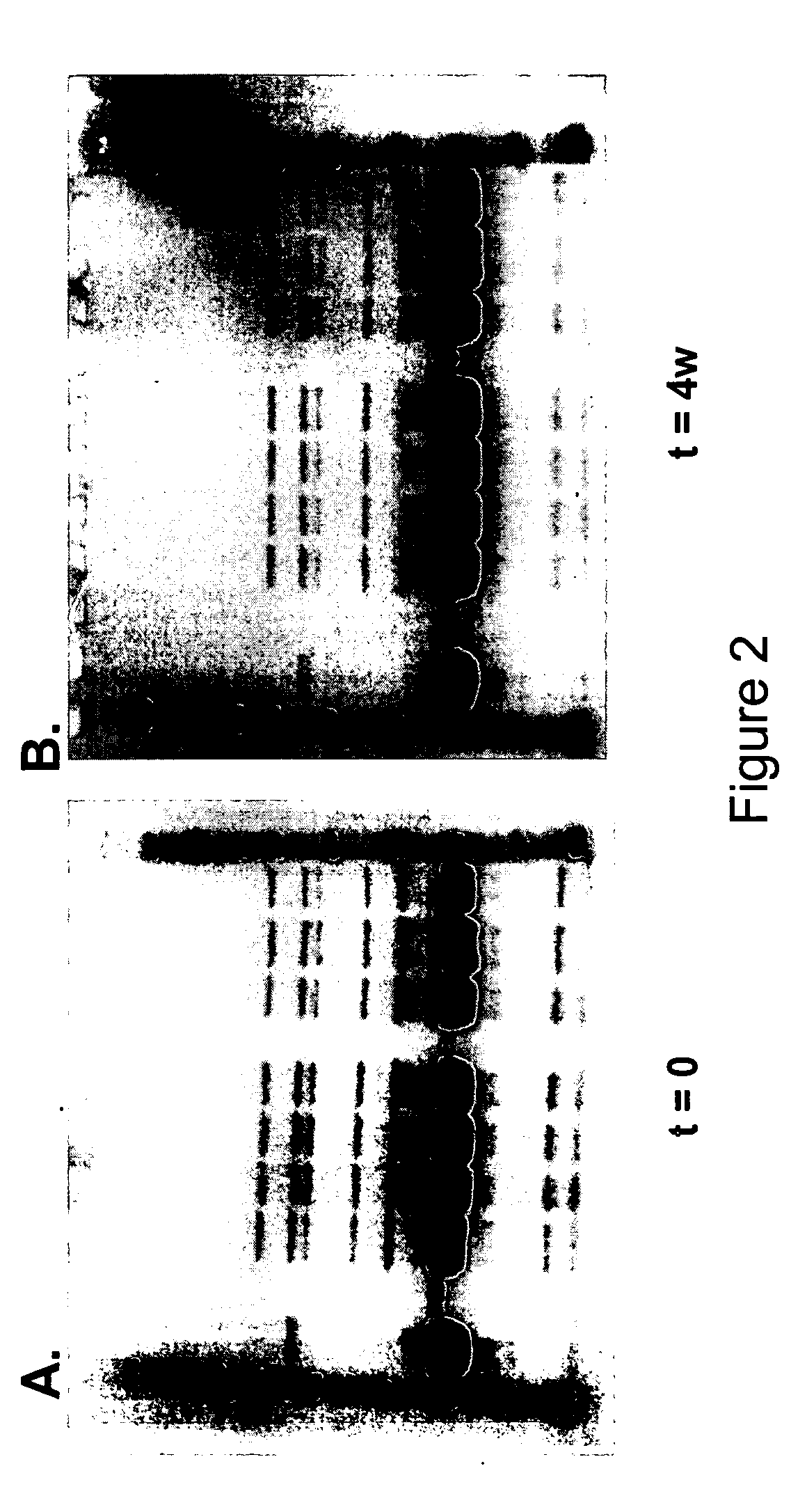 Formulations of human growth hormone comprising a non-naturally encoded amino acid at position 35