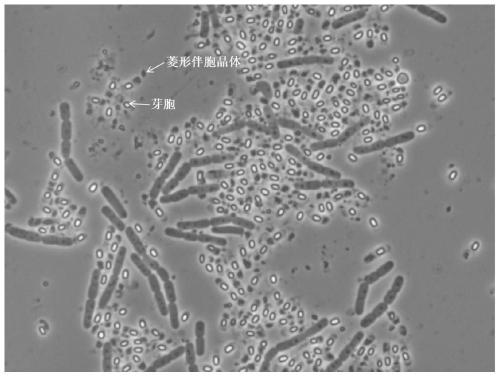 Cu2&lt;+&gt; enhanced Bacillus thuringiensis (Bt) insecticidal activity and application thereof