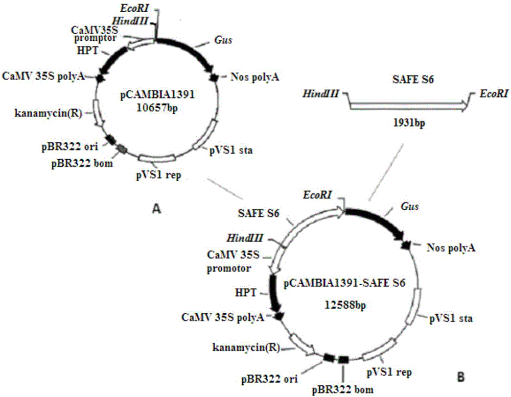 Separated non-expressed promoter SAFES6 in endosperm and application of separated non-expressed promoter SAFES6