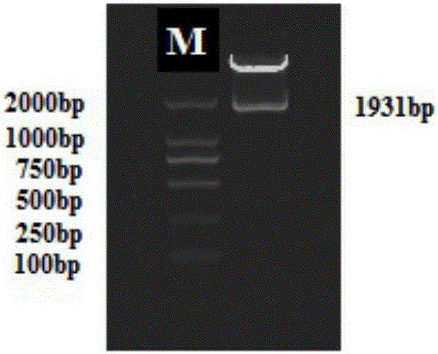 Separated non-expressed promoter SAFES6 in endosperm and application of separated non-expressed promoter SAFES6