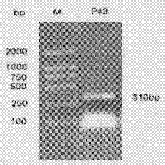 Escherichia coli-bacillus subtilis shuttle expression vector and application thereof