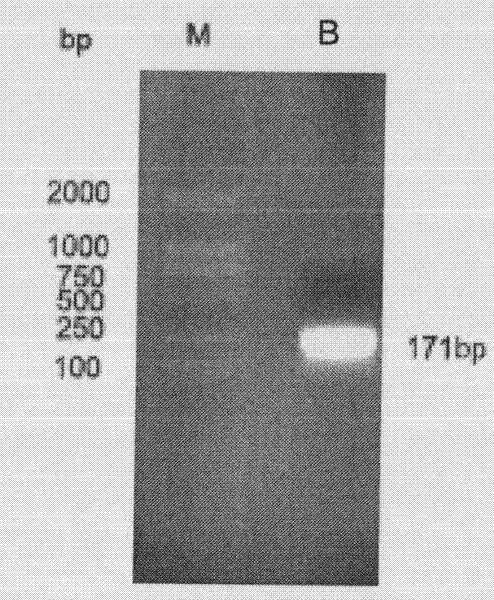 Escherichia coli-bacillus subtilis shuttle expression vector and application thereof