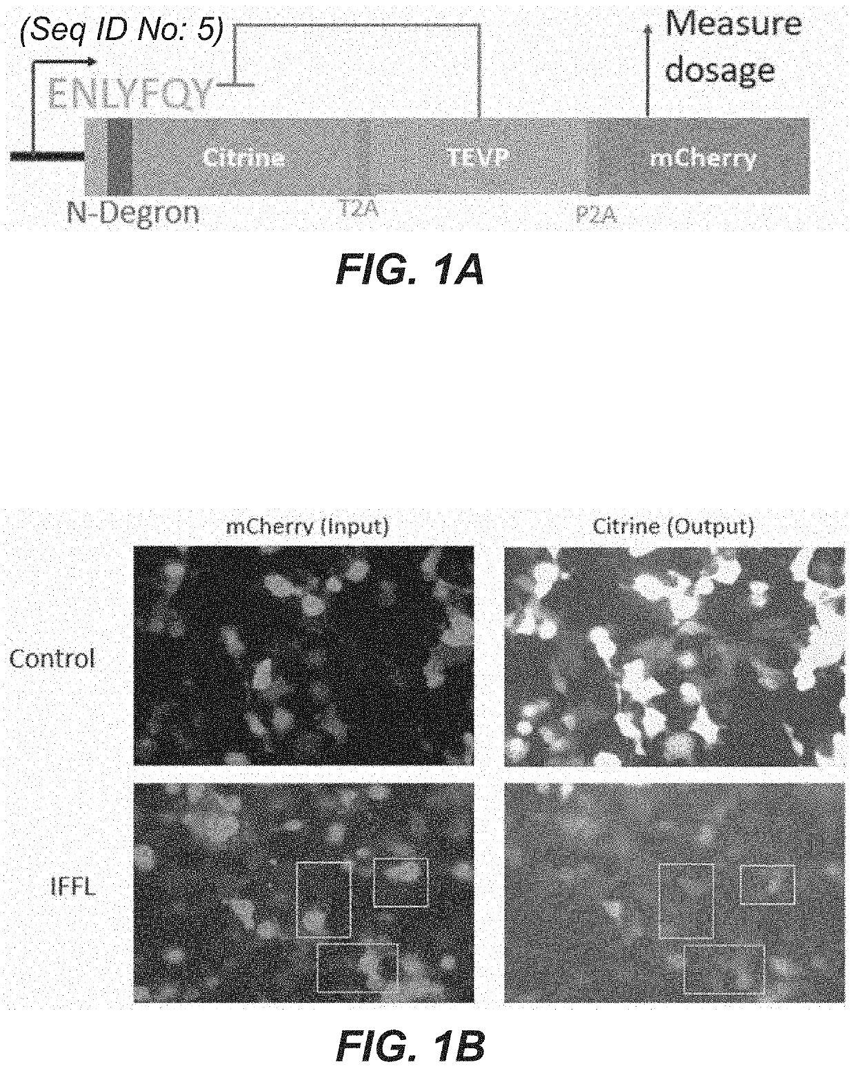 Method for robust control of gene expression