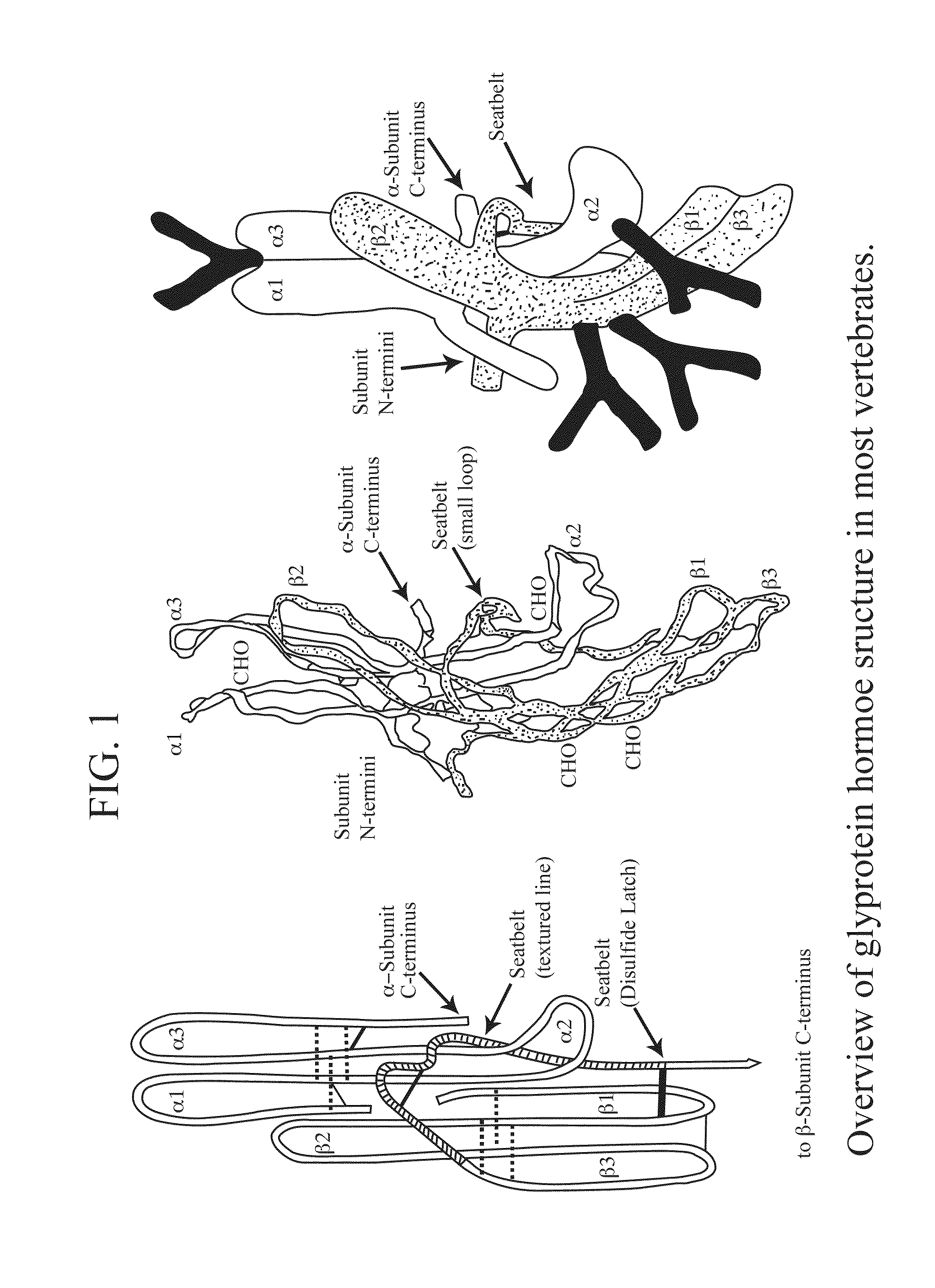 Glycoprotein Hormone Analogs