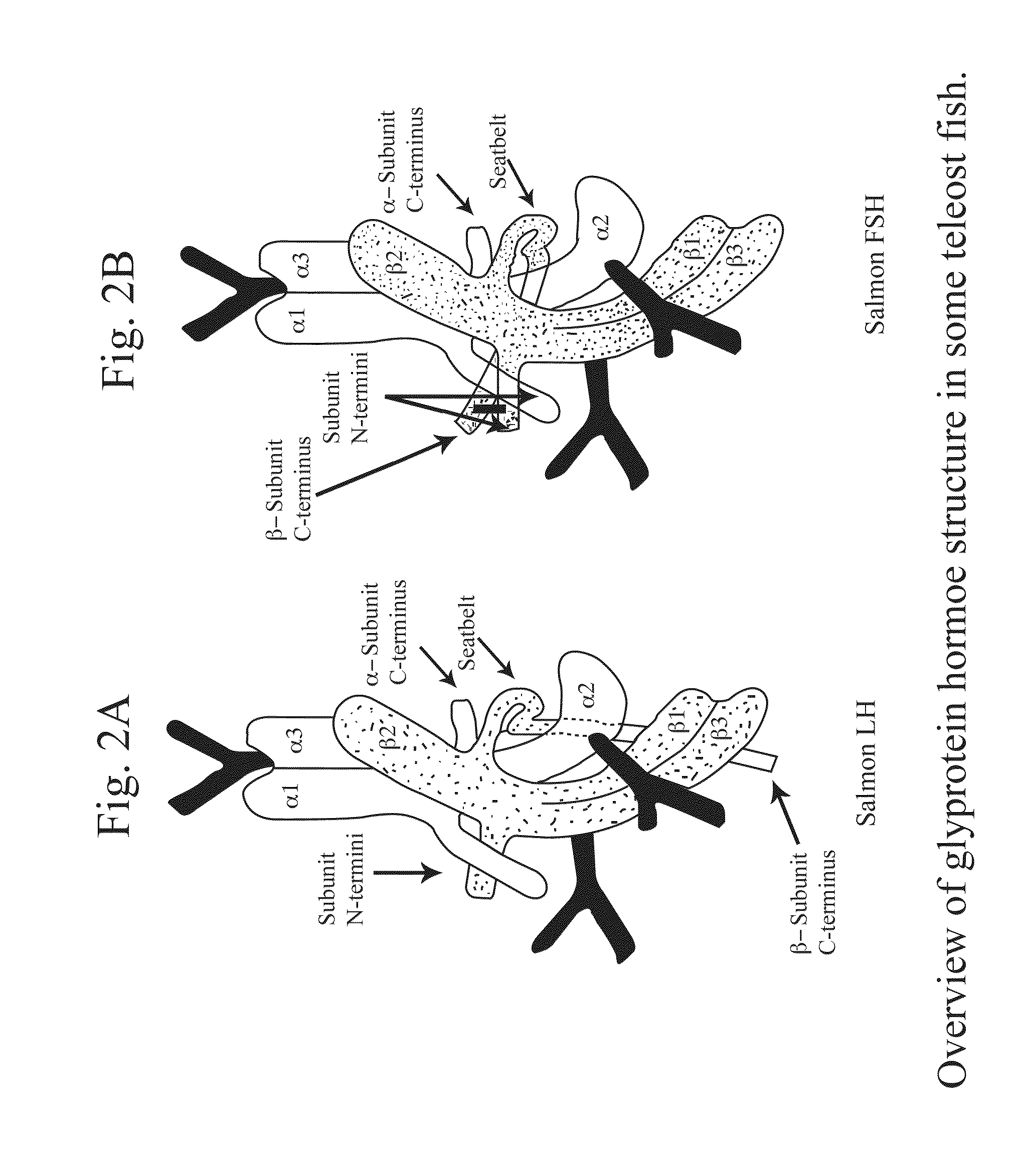 Glycoprotein Hormone Analogs