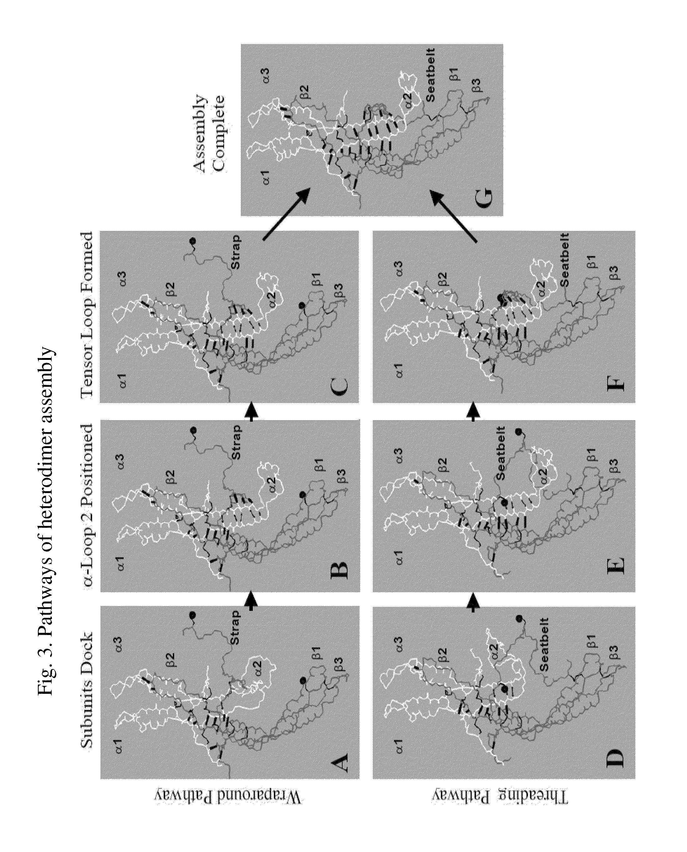 Glycoprotein Hormone Analogs