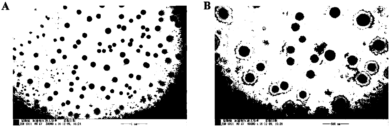 Targeted nanometer microbubble for treating small cell lung cancer as well as preparation method and application thereof