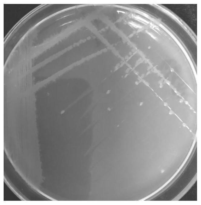 Hainella bacillus ly-23, bacteria agent and its application and products using it