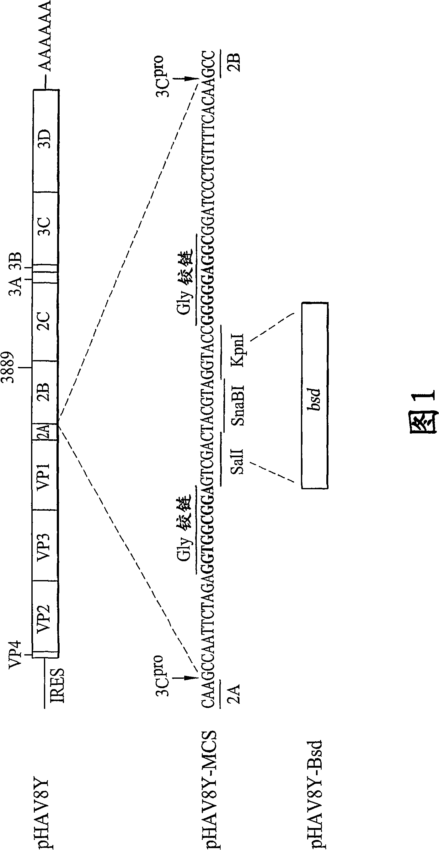 Growth of wild-type hepatitis a virus in cell culture