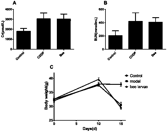 Honeybee pupae extract and application in protecting against cisplatin induced kidney injury