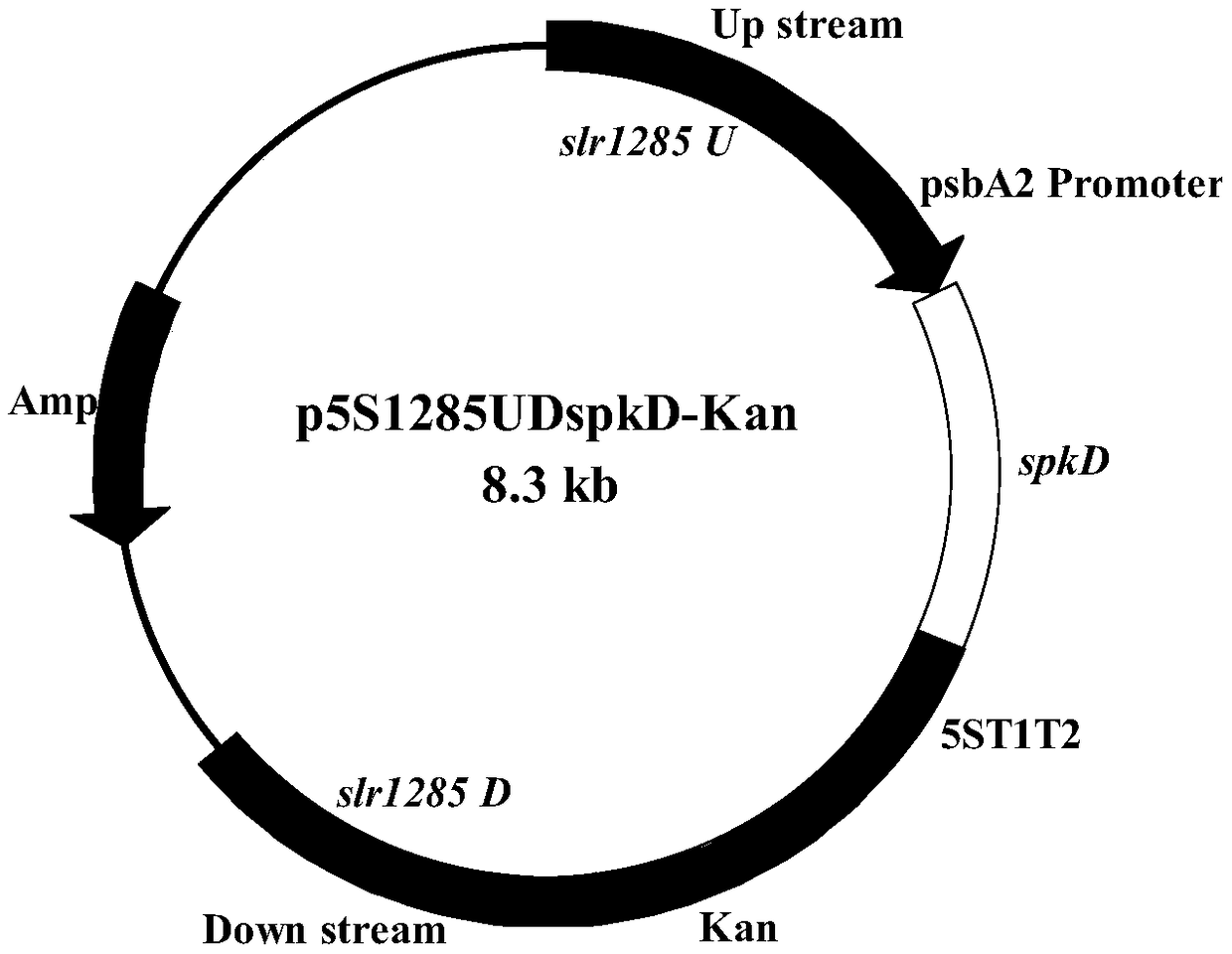 Application of gene spkD for regulating growth rate of Synechocystis