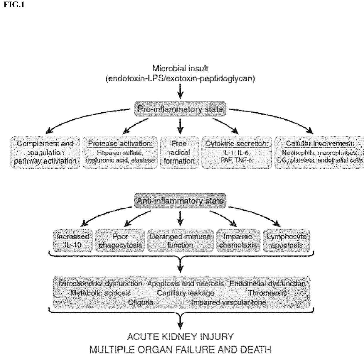 Cilastatin for use in the treatment of sepsis