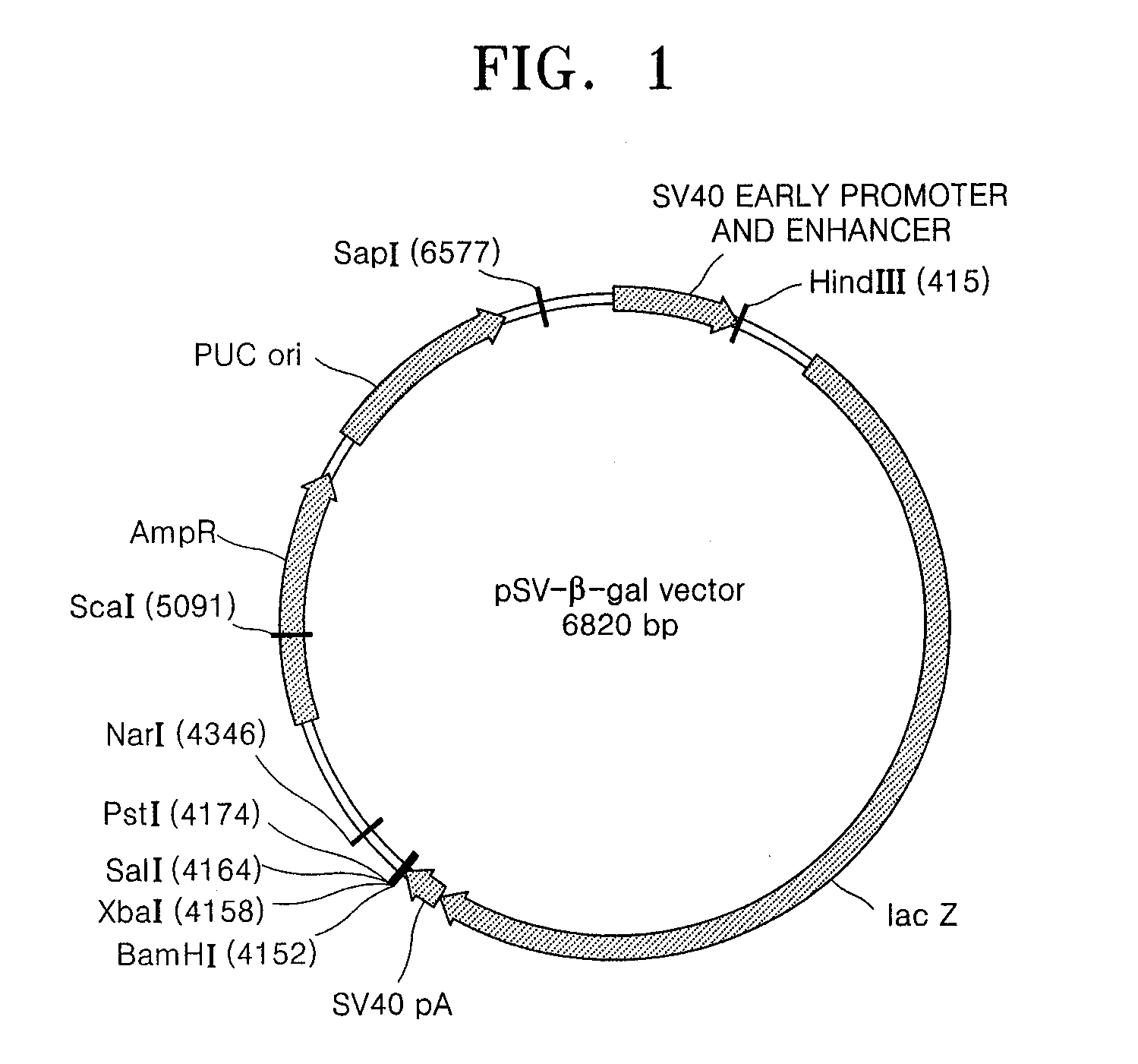 Expression Vector for Animal Cell Comprising at Least One Copy of Mar Dna Sequences at the 3'Terminal of Transcription Termination Region of a Gene and Method for the Expression of Foreign Gene Using the Vector