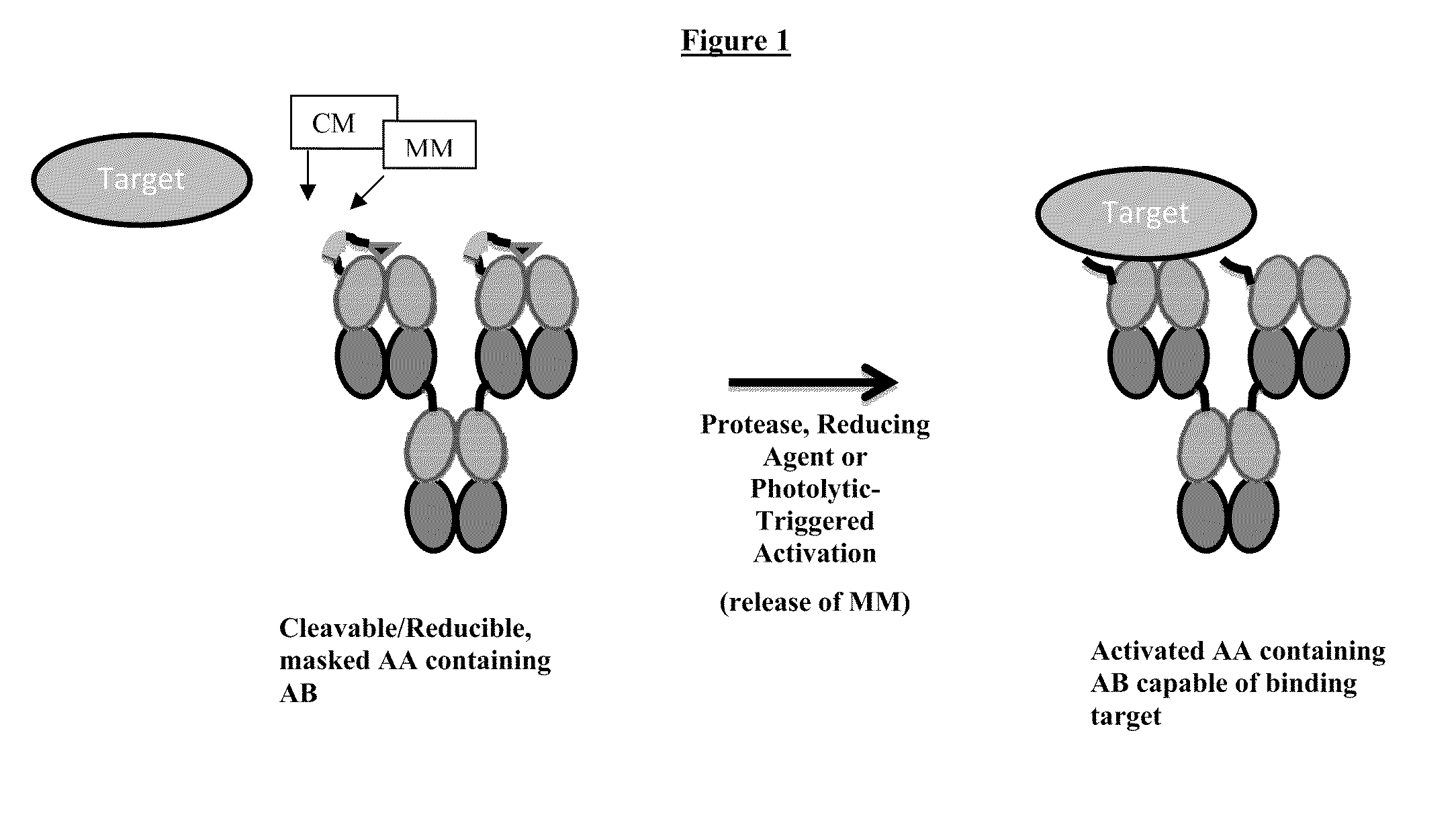 Modified antibody compositions, methods of making and using thereof