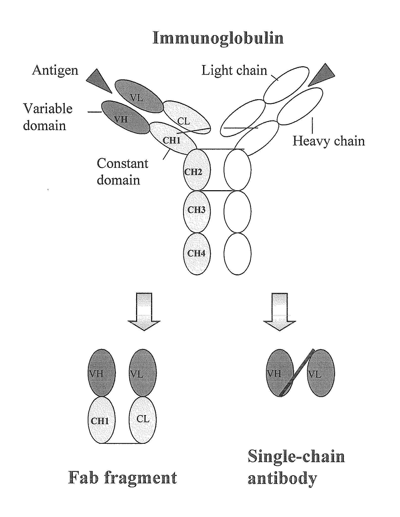 Human monoclonal antibodies directed to sialyl lewis c, sialyl tn and n glycolylneuraminic acid epitopes and a method of analysis of stem cells comprising said epitopes