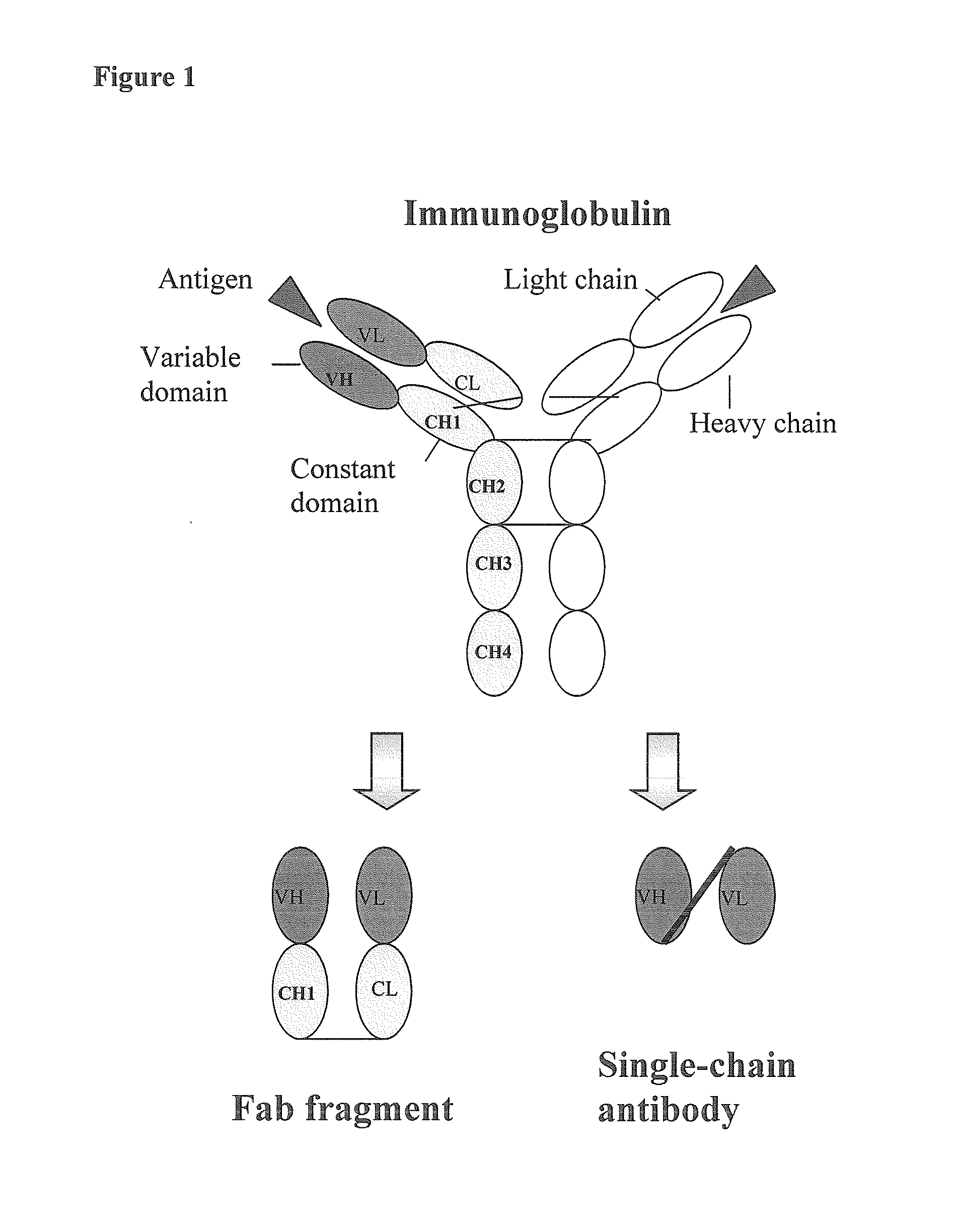 Human monoclonal antibodies directed to sialyl lewis c, sialyl tn and n glycolylneuraminic acid epitopes and a method of analysis of stem cells comprising said epitopes