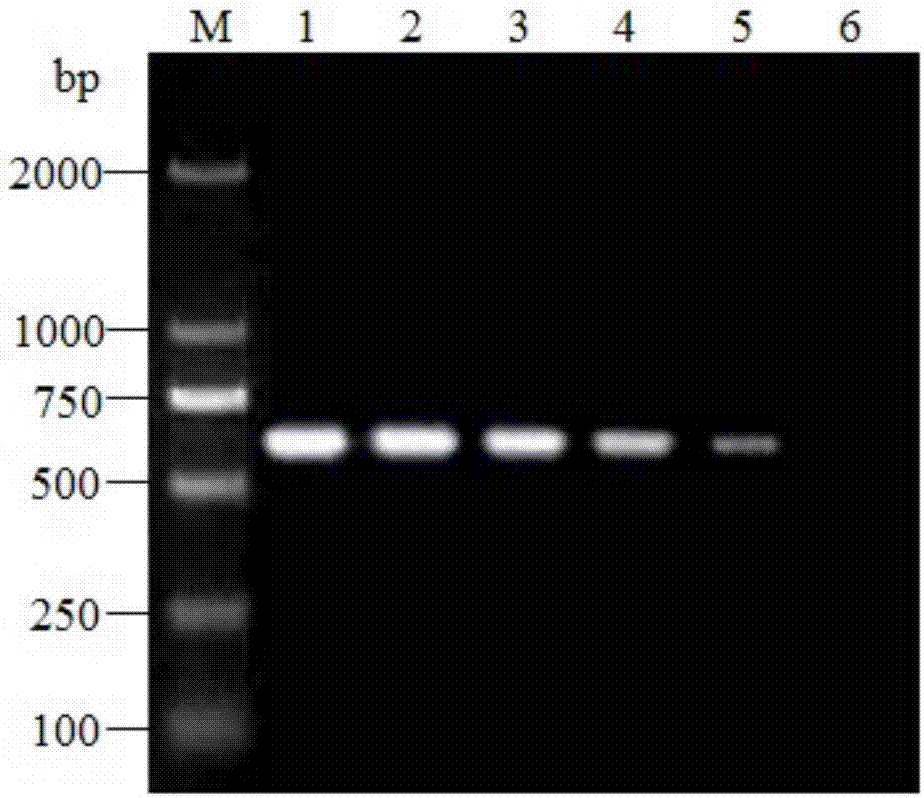 Triple RT-PCR primer composition for identification of H4 subtype, H6 subtype and H9 subtype AIV, and kit and use thereof