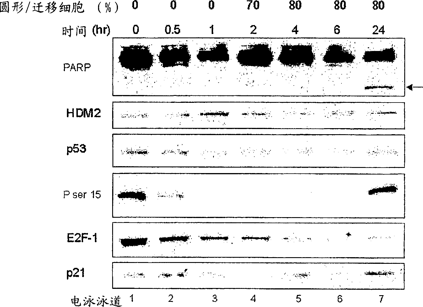 Bisarylsulfonamide compounds and their use in cancer therapy