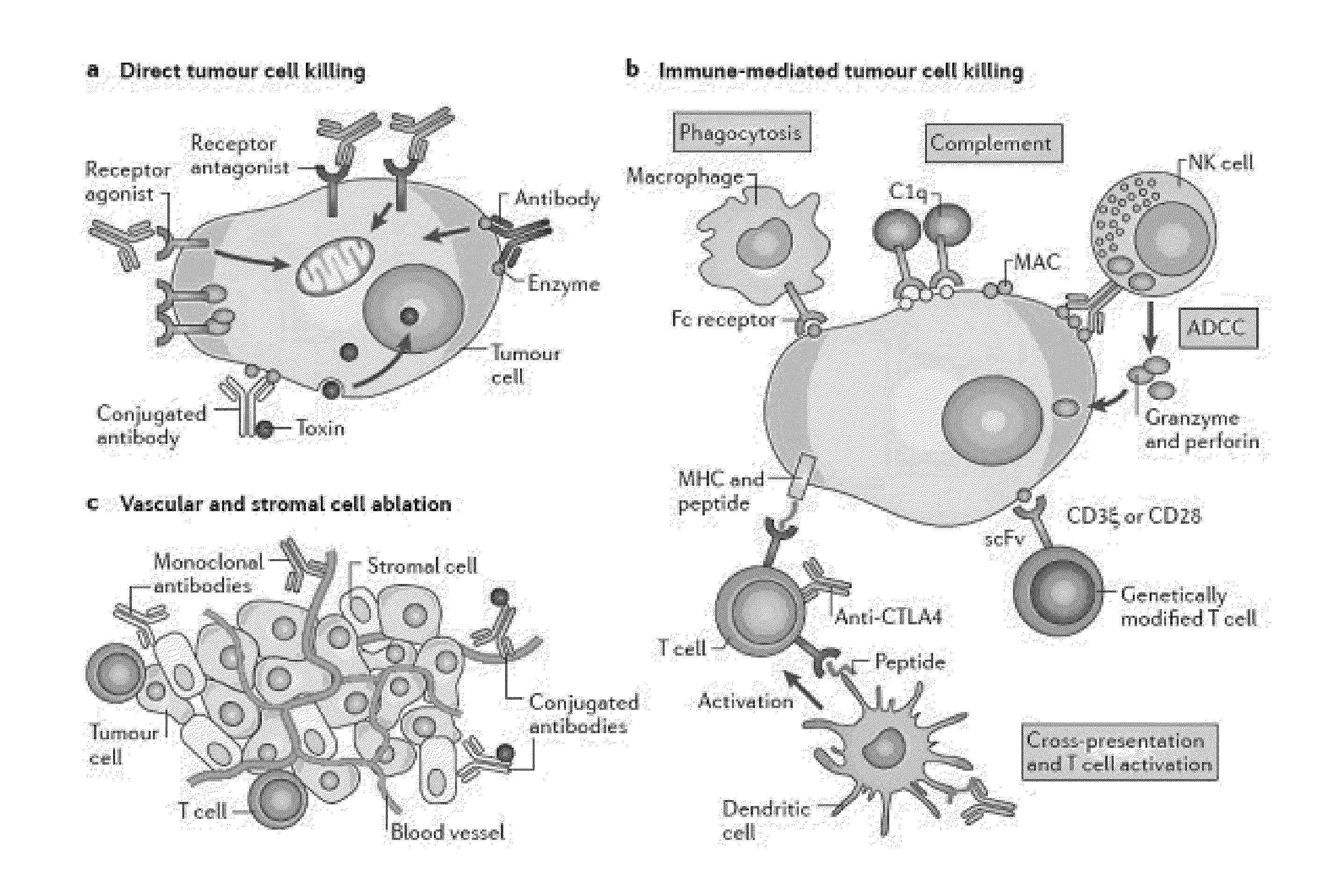 Methods of Targeting T-Cells to Tumors