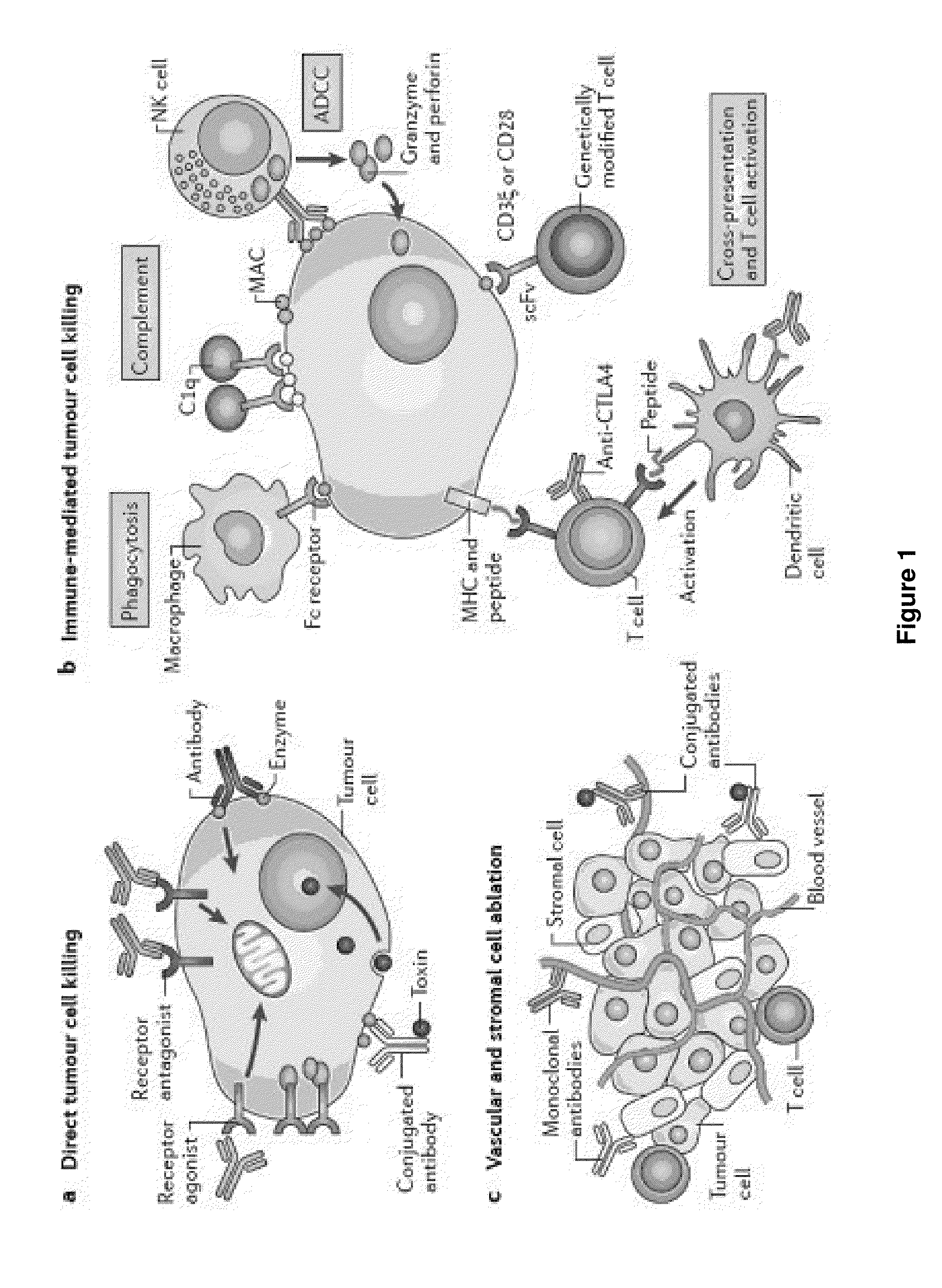 Methods of Targeting T-Cells to Tumors