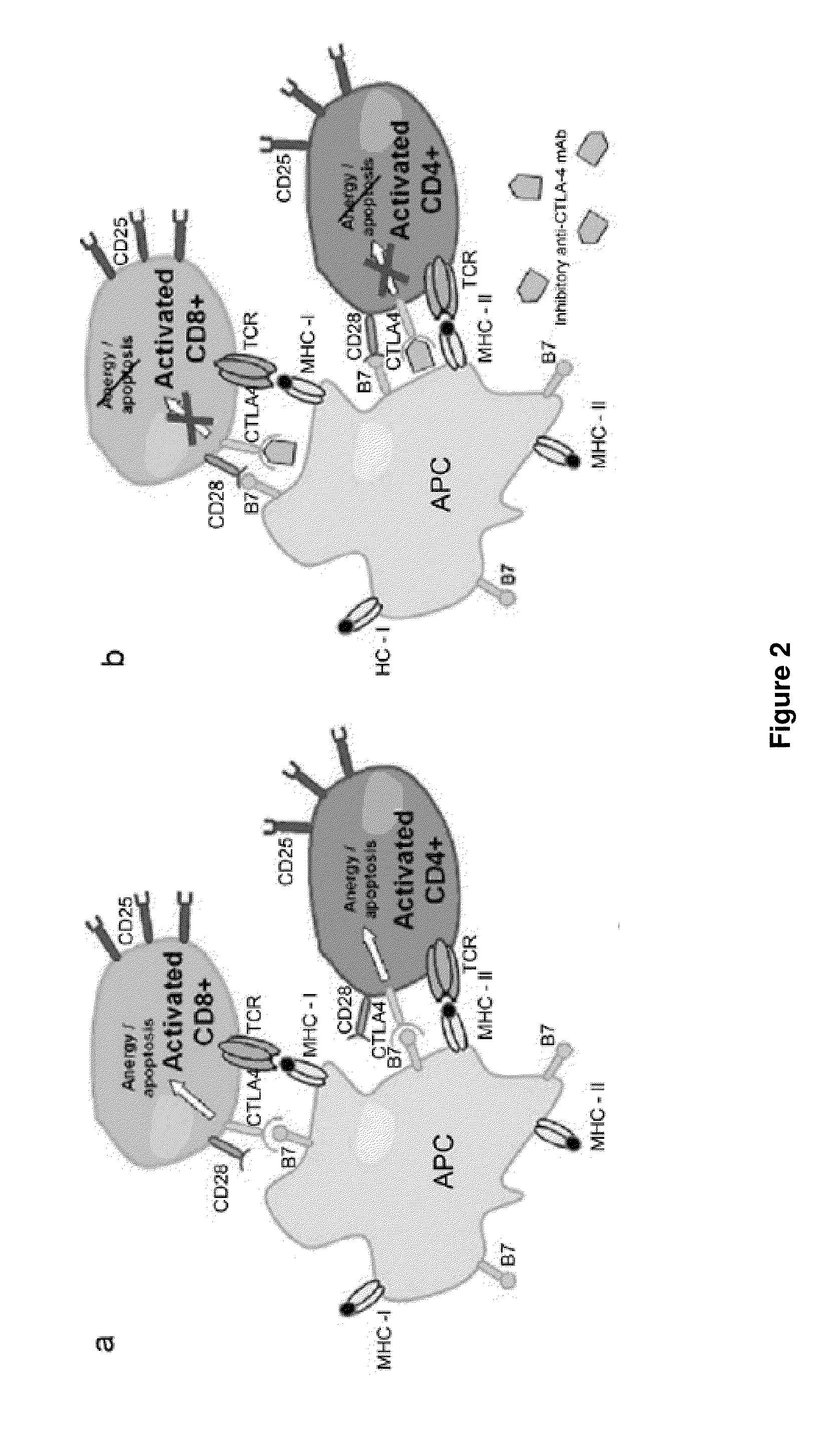 Methods of Targeting T-Cells to Tumors