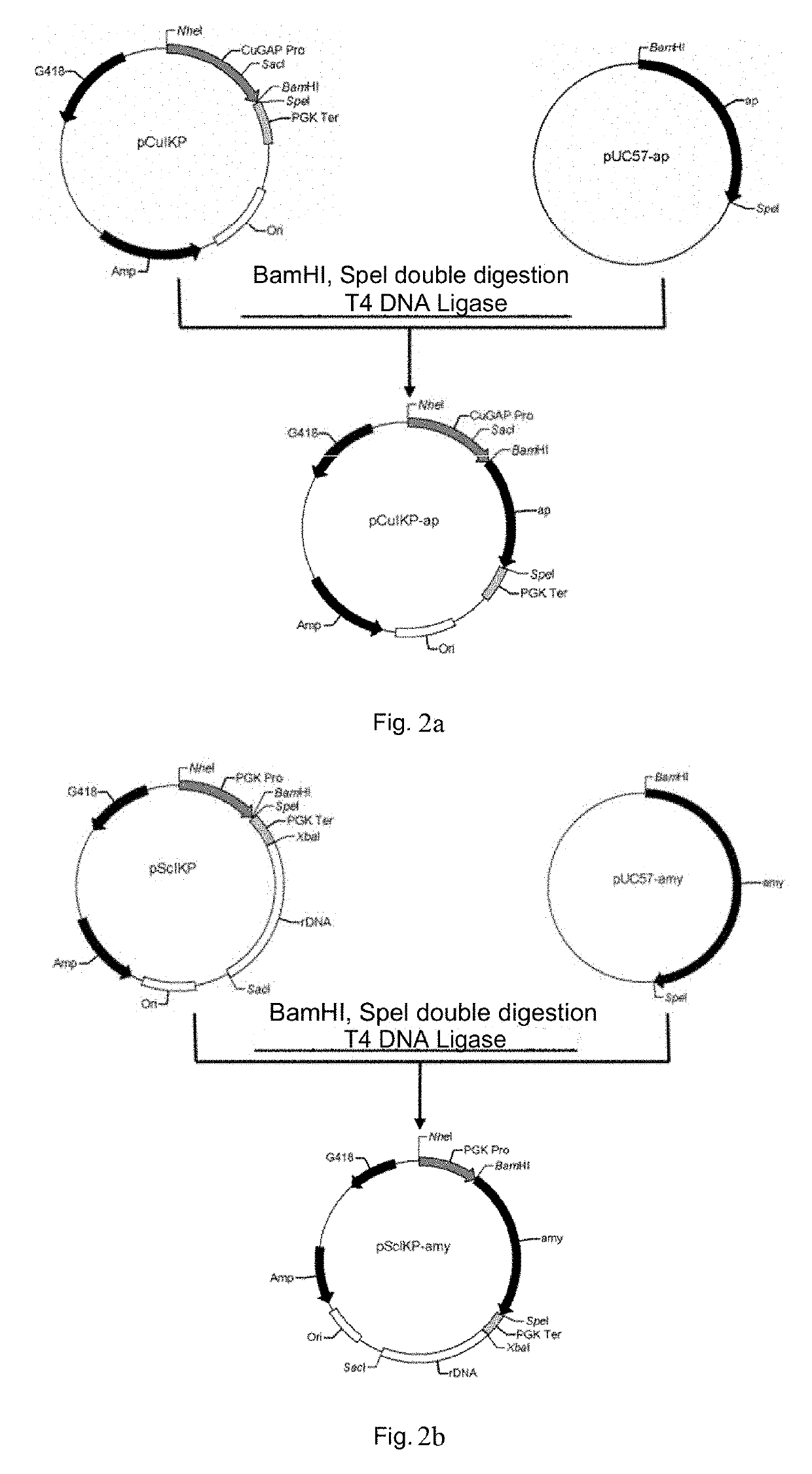 Genetically engineered candida utilis capable of degrading and utilizing kitchen waste and construction method therefor