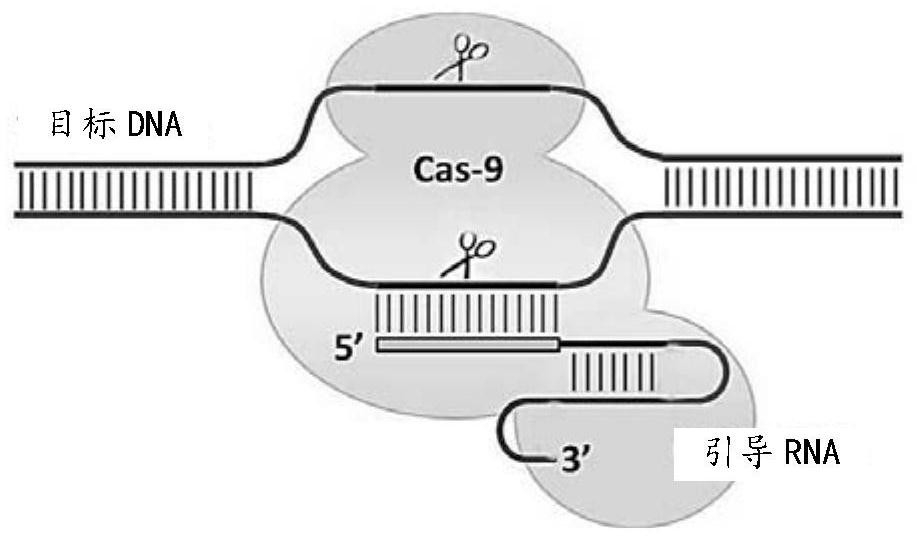 Intron abnormal splicing repair method