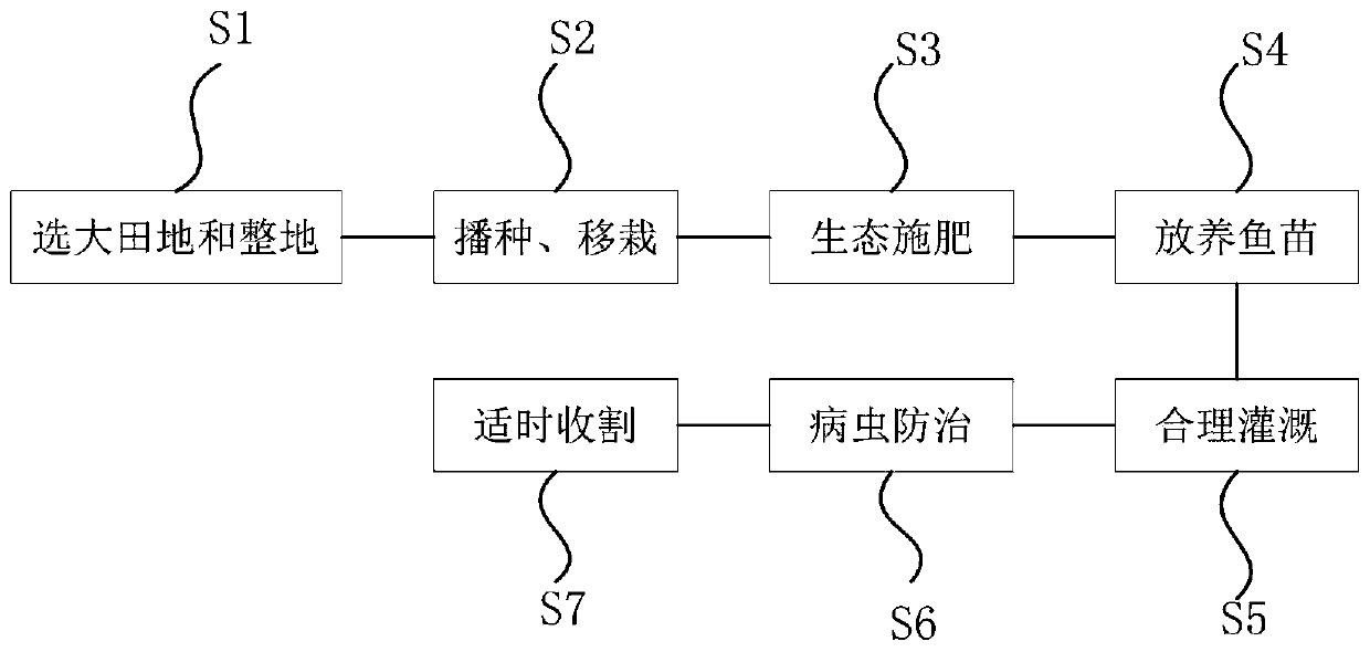 Planting method for ecological fragrant japonica waxy rice