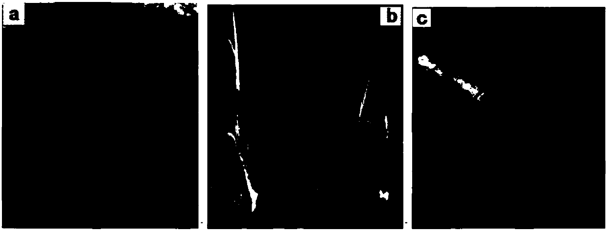 Breeding method of tissue-culture seedlings of Honghua kiwi fruits