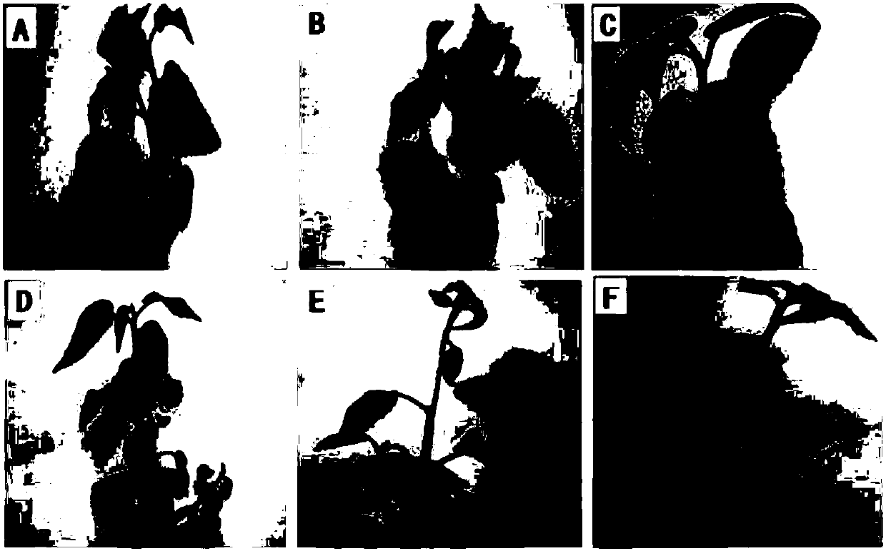 Breeding method of tissue-culture seedlings of Honghua kiwi fruits