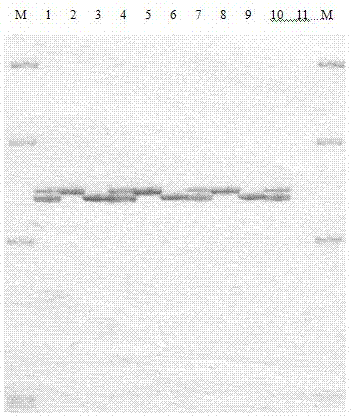 Method for detecting mononucleotide polymorphism by conformational difference gel electrophoresis