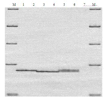 Method for detecting mononucleotide polymorphism by conformational difference gel electrophoresis