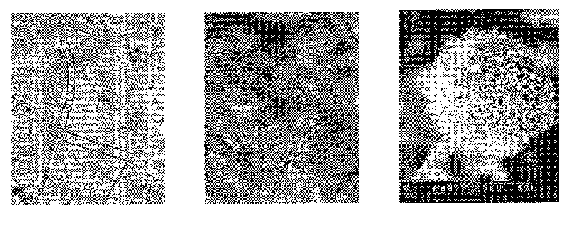 Aspergillus niger strain having highly-resistant activity to carbendazol and uses thereof