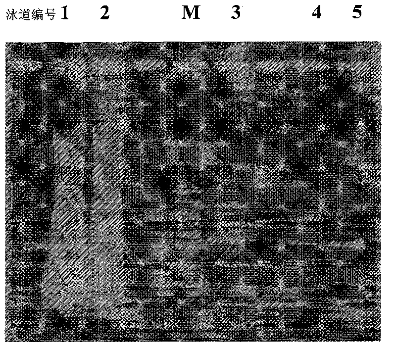 Aspergillus niger strain having highly-resistant activity to carbendazol and uses thereof