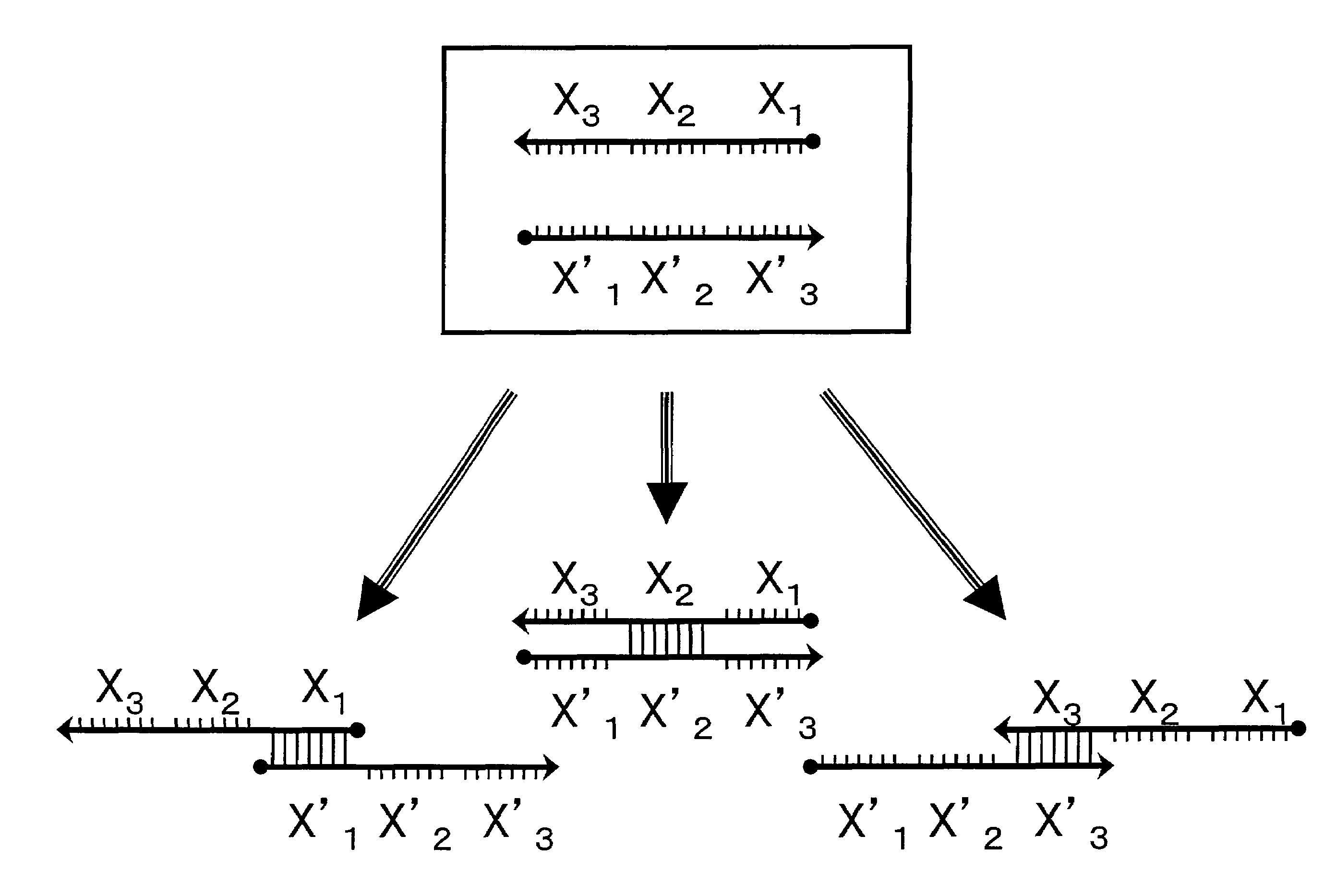 Probe for constructing probe-polymer method of constructing probe-polymer and utilization thereof