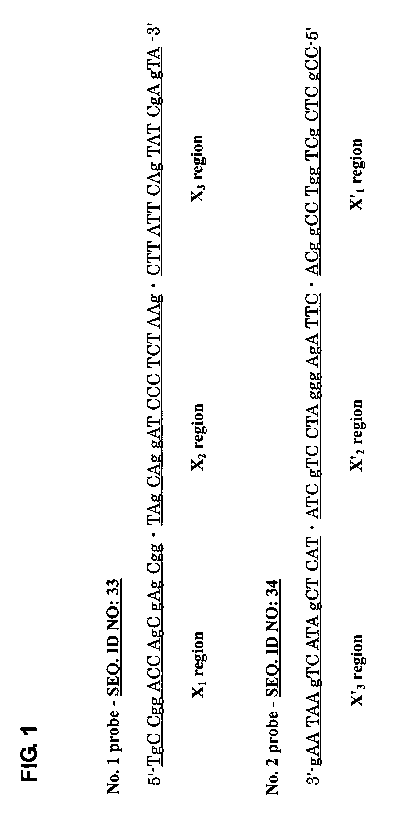 Probe for constructing probe-polymer method of constructing probe-polymer and utilization thereof