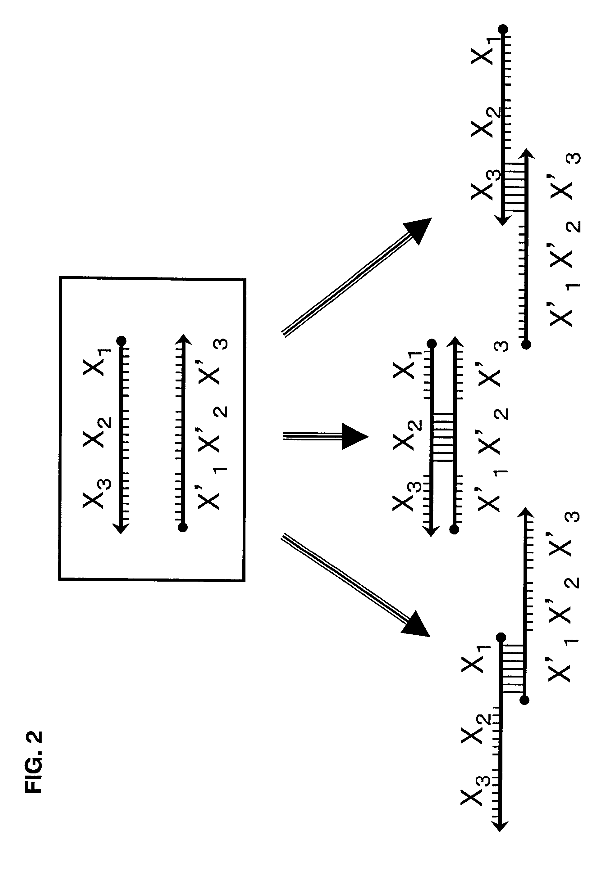 Probe for constructing probe-polymer method of constructing probe-polymer and utilization thereof